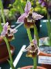 <em>Ophrys candica</em>